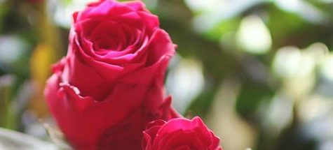 BingeWatching: ‘The Bachelor: The Final Rose”