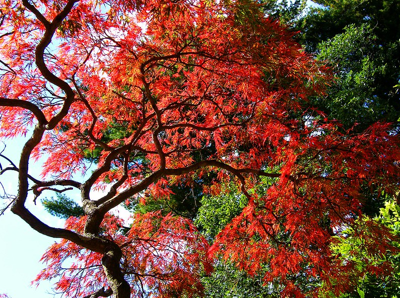 Photo Credit: Red Maple Tree by Stanley Zimny (Thank You for 51 Million views) is licensed under CC BY-NC 2.0