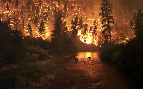 Firefighters try to contain Los Angeles wildfires as the flames destroy many structures. 